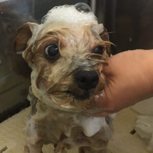 シャンプーヨーキー