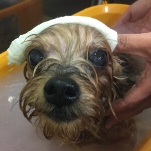 お風呂ヨーキー