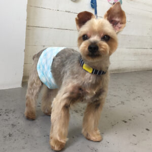 仕上がりヨーキー