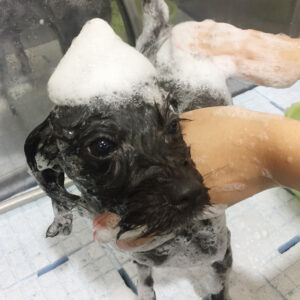 シャンプーミックス