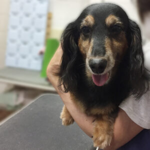 よろしくダックス