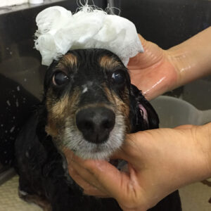 シャンプーダックス