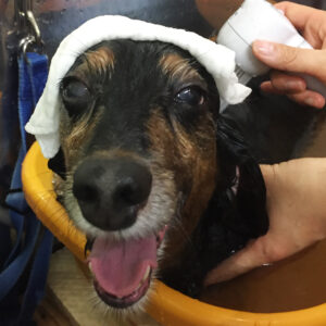 お風呂ダックス