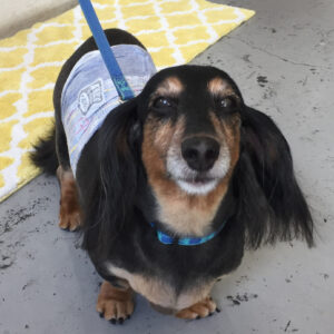 仕上がりダックス