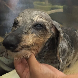 シャンプーダックス