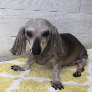 仕上がりダックス