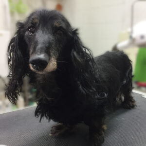 よろしくダックス