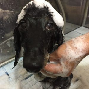 シャンプーダックス