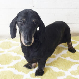 仕上がりダックス