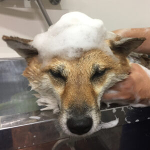 シャンプーしば