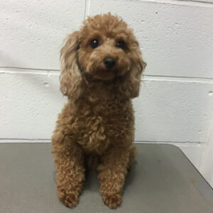 よろしくトイプー