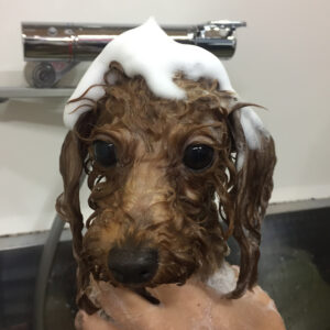 シャンプートイプー