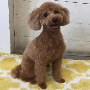 仕上がりトイプー