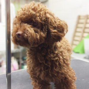 よろしくトイプー