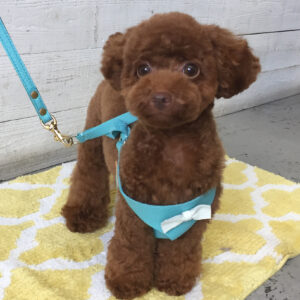 仕上がりトイプー