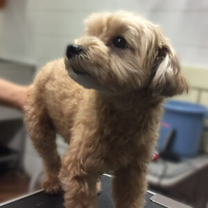 よろしくミックス