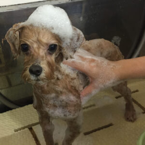 シャンプーミックス