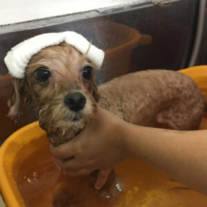 お風呂ミックス