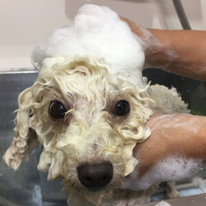 シャンプートイプー