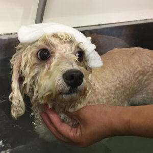 お風呂トイプー