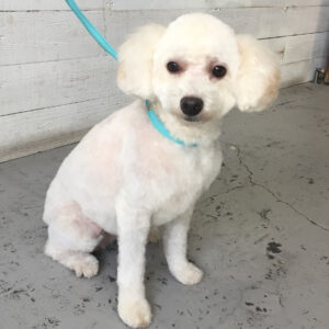 仕上がりトイプー