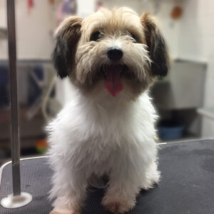 よろしくミックス