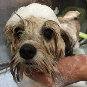 シャンプーミックス