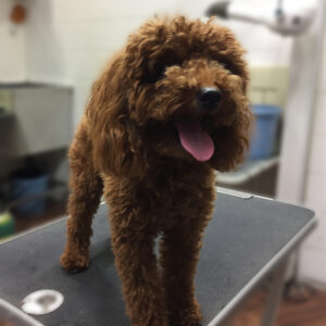 よろしくトイプー