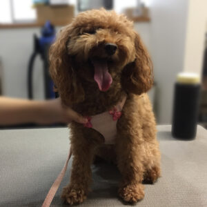 よろしくトイプー