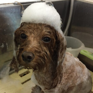 シャンプートイプー