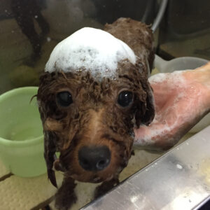 シャンプートイプー