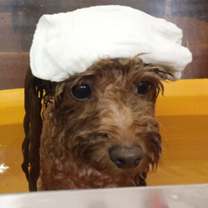 お風呂トイプー