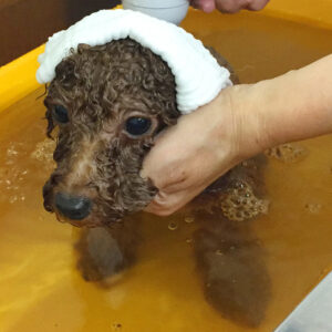 お風呂トイプー