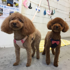 仕上がりトイプー