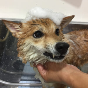 シャンプーしば