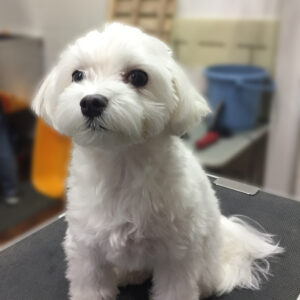 よろしくマルチーズ