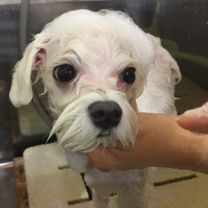 シャンプーマルチーズ