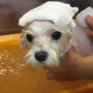 お風呂マルチーズ