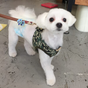 仕上がりマルチーズ