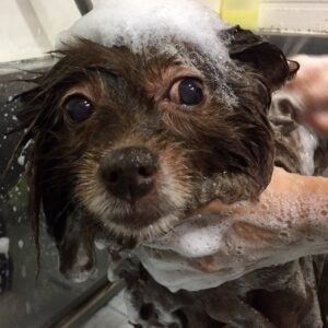 さくらちゃんシャンプー中