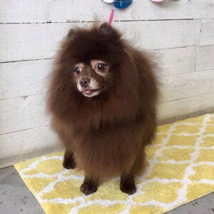 さくらちゃん施術後