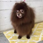 さくらちゃんアイキャッチ