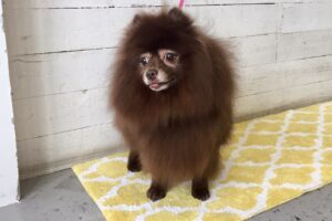 さくらちゃんアイキャッチ