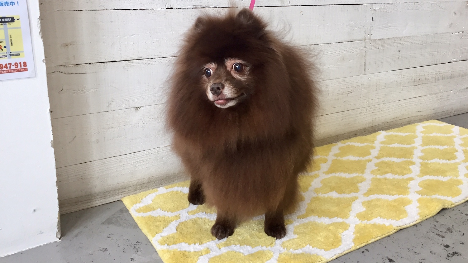 さくらちゃんアイキャッチ