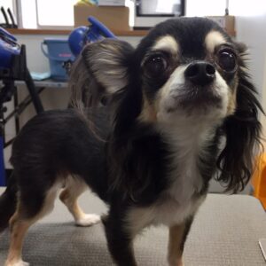 レアちゃんカット前