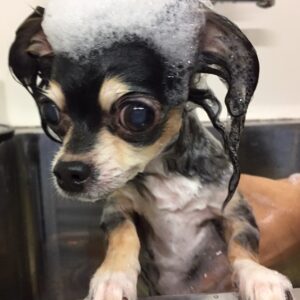 レアちゃんシャンプー中