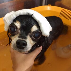 レアちゃんスパ中