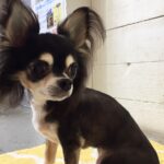 レアちゃんアイキャッチ