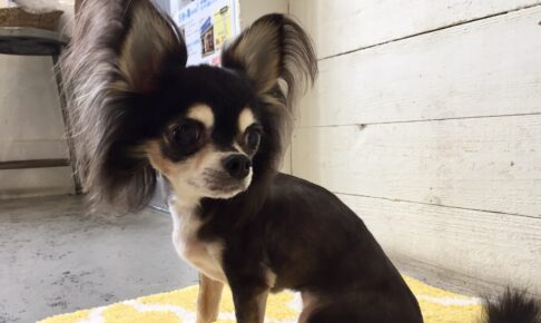 レアちゃんアイキャッチ