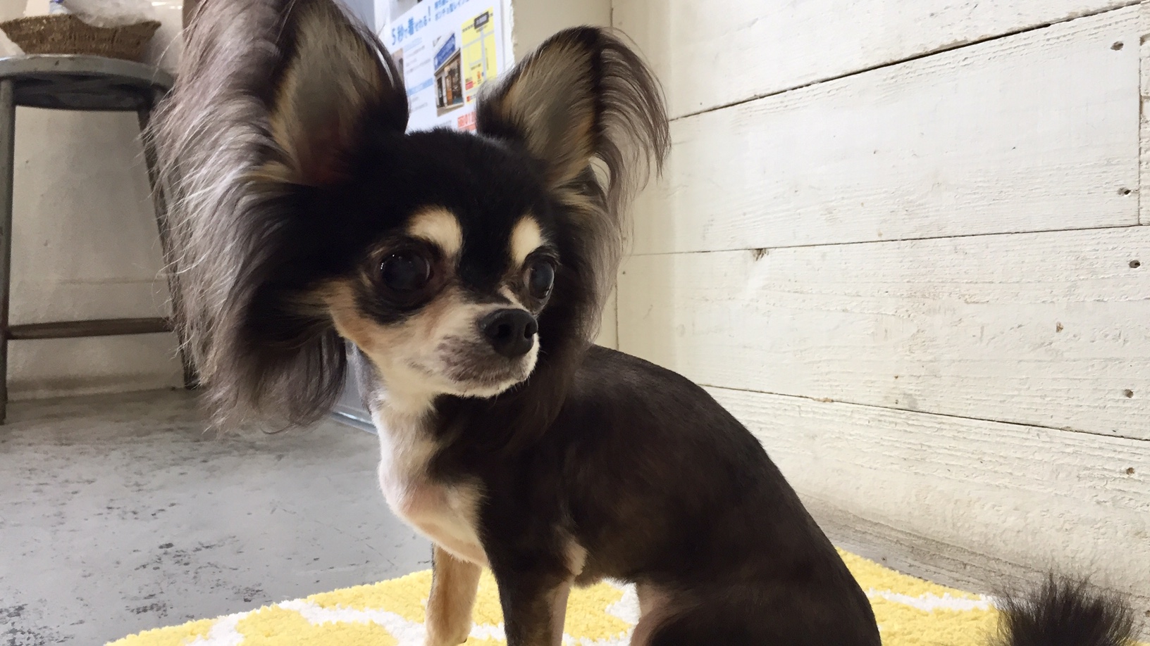 レアちゃんアイキャッチ